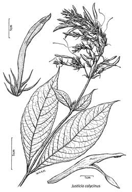 Foto van Justicia calycina (Nees) V.A.W. Graham