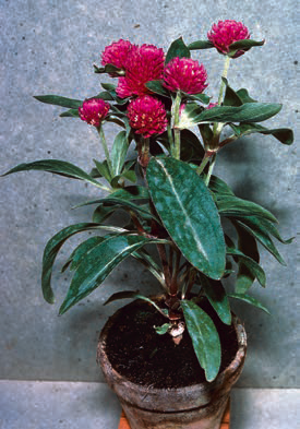 Foto van Gomphrena globosa L.